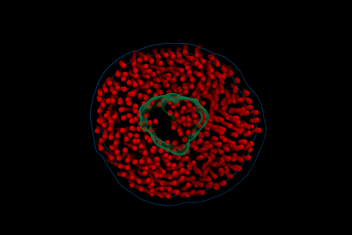 A computational model, based on raw video from electron videography, showing the motion of a nanodisc composed of lipids (red) and a membrane protein (green) in water.

GIF courtesy of John W. Smith
